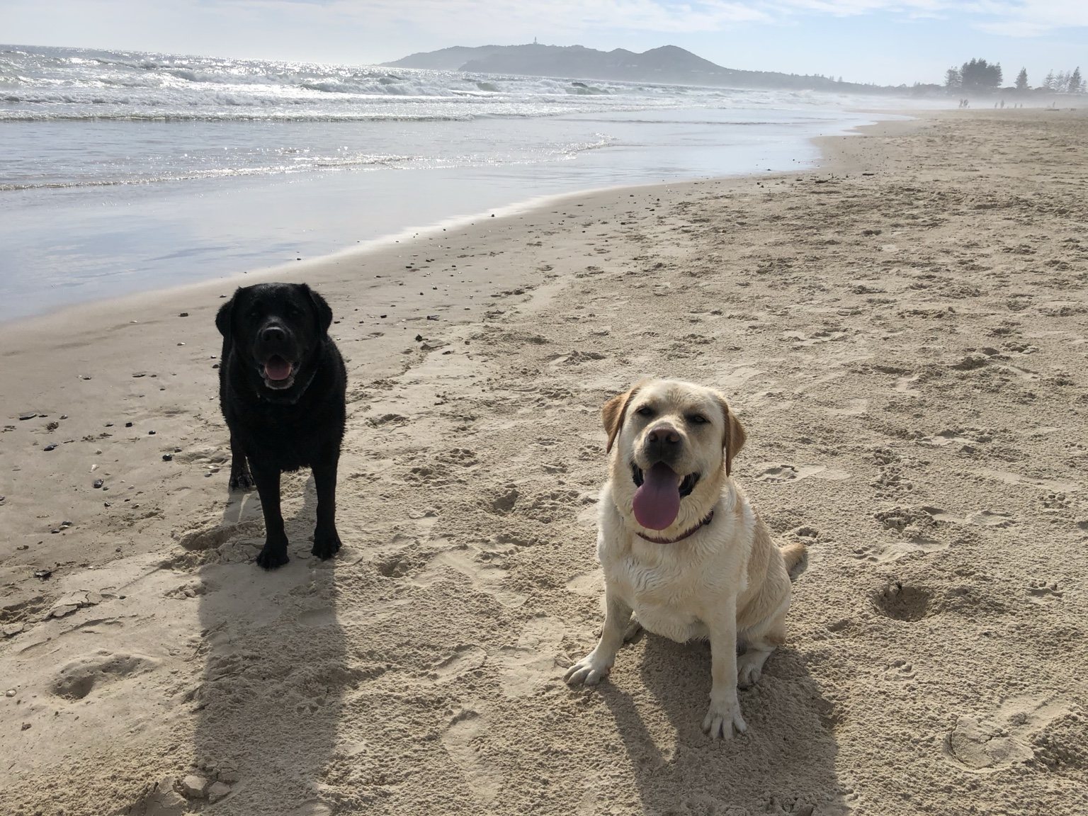 Two Labradors on Byron beach