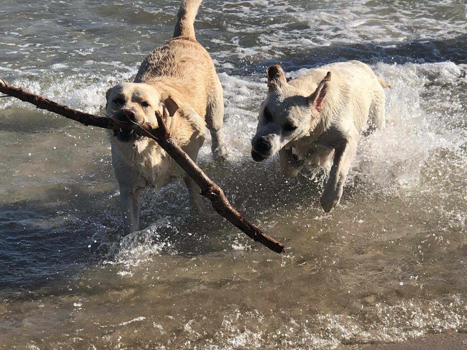Dogs running through the surf with a stick