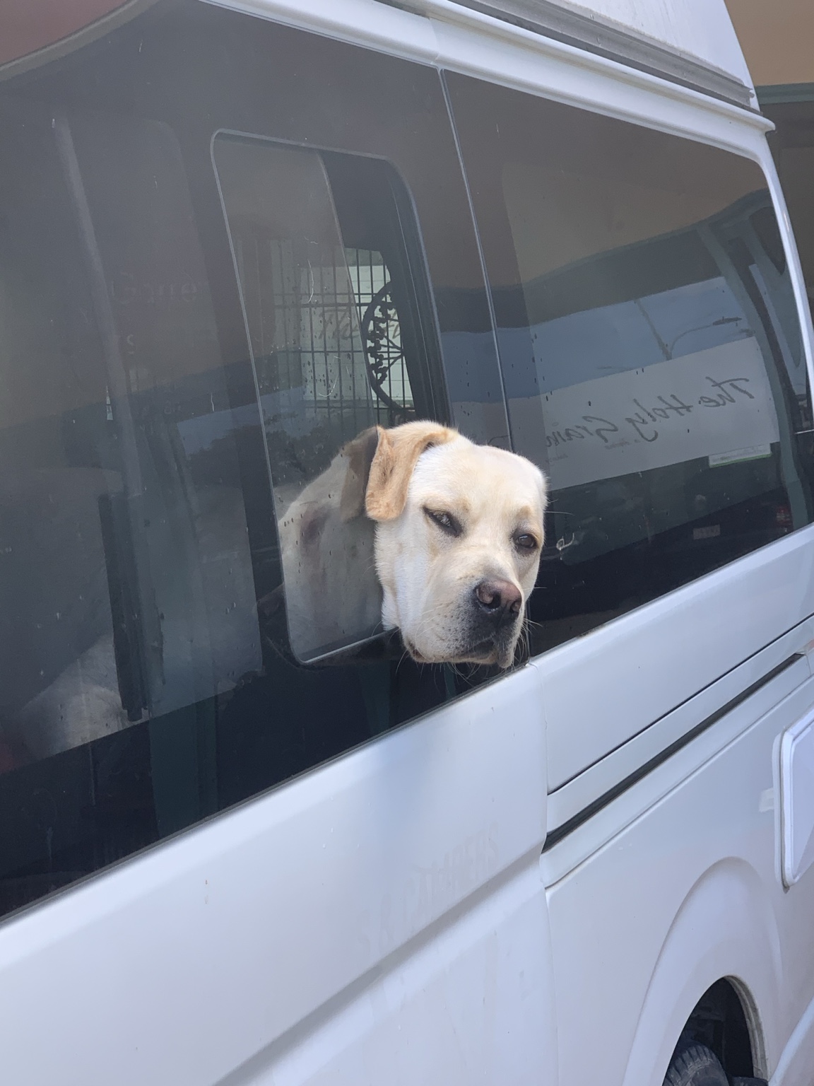 Labrador looking through the van window