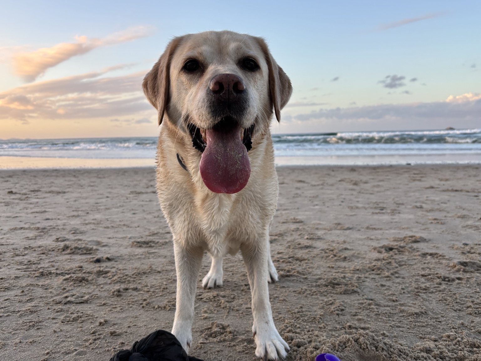 Sage on Byron beach