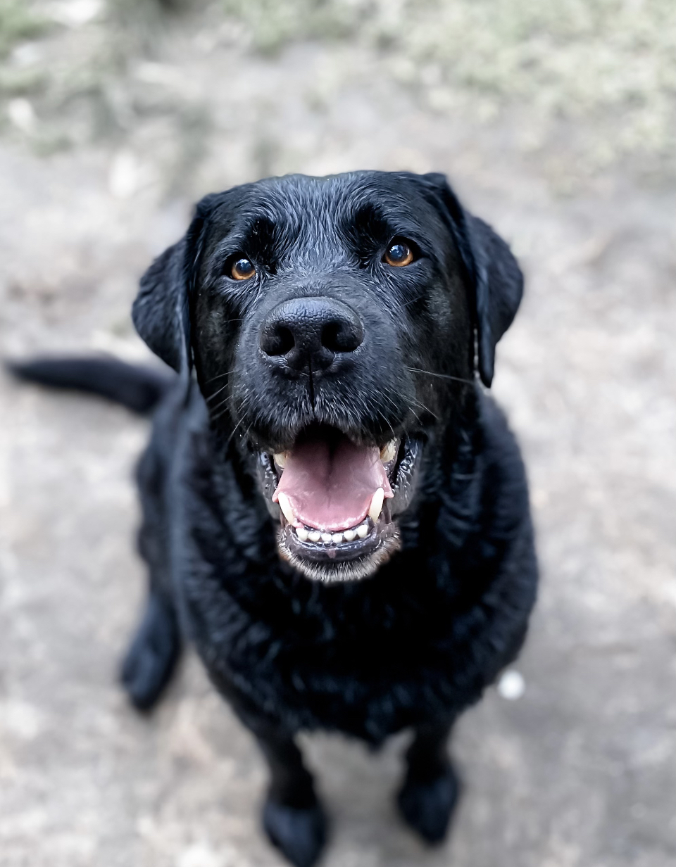 Loki the Labrador