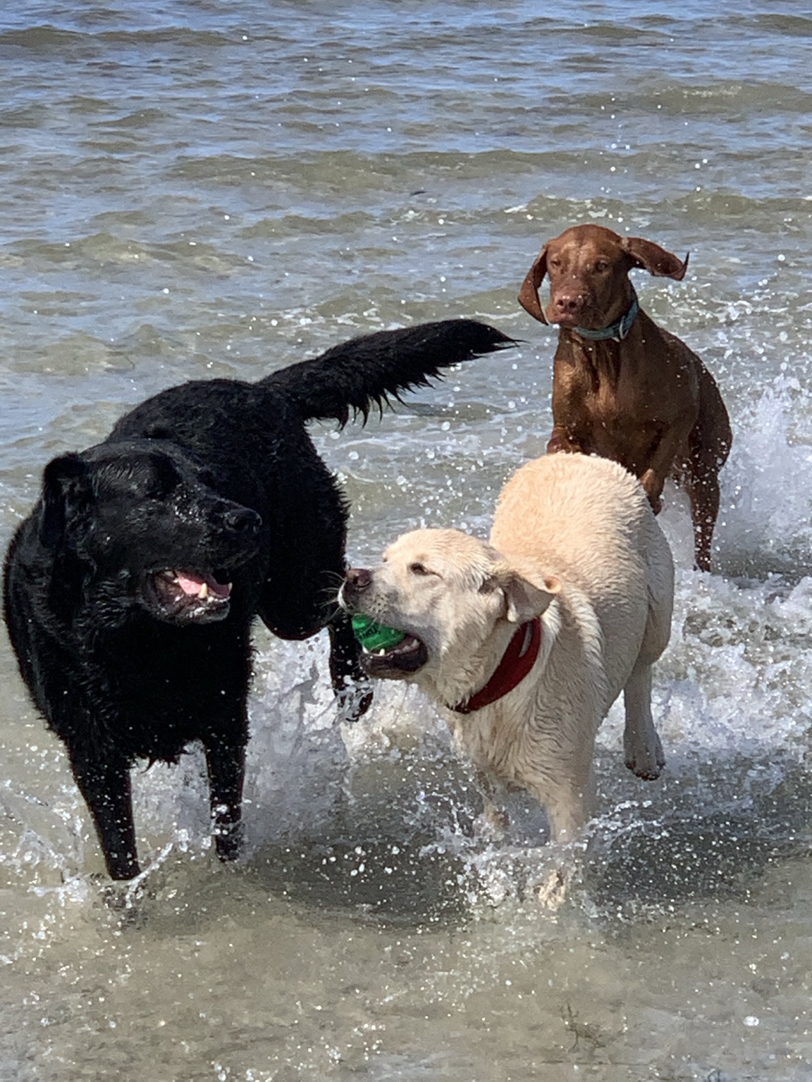 Three dogs enjoying a beach walk